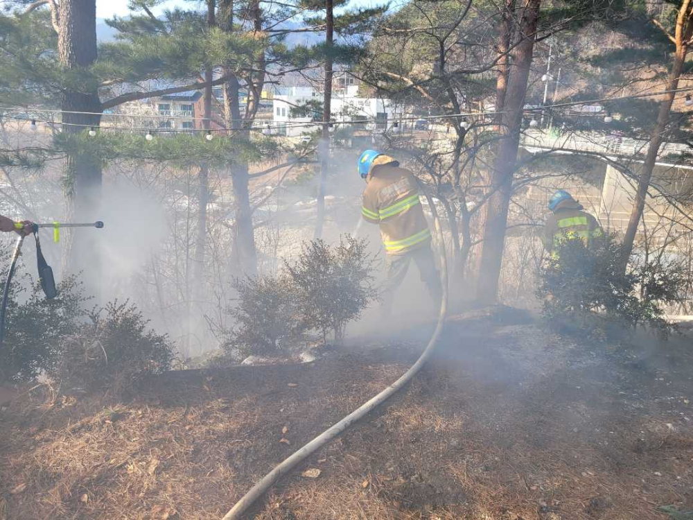 1427 인제 용대리 하천 제방 경사지 시초류화재-2.jpg